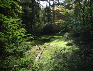 photo, la matière, libre, aménage, décrivez, photo de la réserve,Lac cinq couleurs, forêt, étang, arbre baissé, Mt. Bandai-san