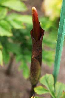 foto,tela,gratis,paisaje,fotografía,idea,Una flor del konnyaku, Konnyaku, , Botón, Brown