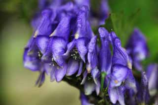 foto,tela,gratis,paisaje,fotografía,idea,OctoRika negro mosca, Un aconite, Medicina china, , Diuresis de corazón fuertes