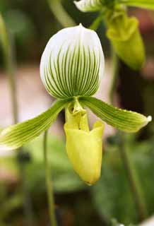 ÇáÕæÑÉ,ÇáãÇÏÉ,ÍÑÑ,ãäÙÑ ááØÈíÚÉ,Ìãíá,ÕæÑ,Paphiopedilum., ÓÍáíÉ., , , Åääí ãÊÑÝ.