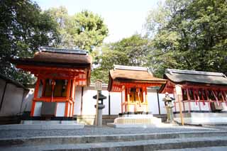 fotografia, material, livra, ajardine, imagine, proveja fotografia,Fushimi-Inari Taisha Santuário o bobo da corte profissional, Xintoísmo, Corporação de figura central, Inari, raposa