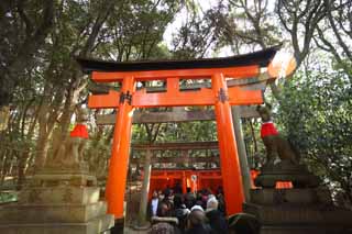 fotografia, material, livra, ajardine, imagine, proveja fotografia,1,000 Fushimi-Inari Taisha toriis de Santuário, A visita de Ano novo para um santuário de Xintoísmo, torii, Inari, raposa