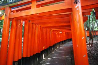 fotografia, material, livra, ajardine, imagine, proveja fotografia,1,000 Fushimi-Inari Taisha toriis de Santuário, A visita de Ano novo para um santuário de Xintoísmo, torii, Inari, raposa