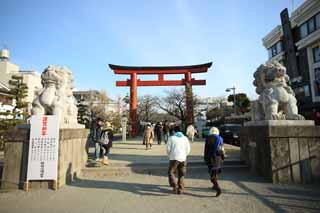 Foto, materieel, vrij, landschap, schilderstuk, bevoorraden foto,Hachiman-gu Heiligdom benadering van een heiligdom, Torii, Tweetal van stenige beschermer honden, Een benadering van een heiligdom, Lantaarn