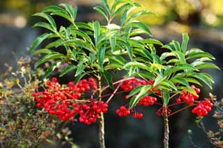 photo,material,free,landscape,picture,stock photo,Creative Commons,A spearflower, , red fruit, In winter, mascot