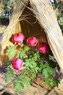 fotografia, materiale, libero il panorama, dipinga, fotografia di scorta,Una peonia, peonia, bottone, peonia di inverno, Medicina cinese