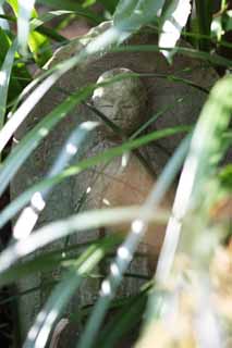 fotografia, materiale, libero il panorama, dipinga, fotografia di scorta,Tempio di Hase-dera Ishibotoke, prenda a sassate statua, Grass, Buddismo, Chaitya