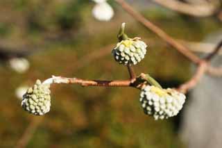 fotografia, materiale, libero il panorama, dipinga, fotografia di scorta,Una carta cespuglio, gemma, I giapponesi tappezzano, , In primavera