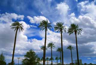 foto,tela,gratis,paisaje,fotografía,idea,Viento del oasis, Cielo azul, Palma, Nube, 