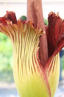 Foto, materieel, vrij, landschap, schilderstuk, bevoorraden foto,Wereldwijd grootste bloem Amorphophallus titanum, Rot vies ruiken, Reusachtige bloem, Konnyaku, 