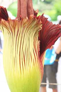 Foto, materieel, vrij, landschap, schilderstuk, bevoorraden foto,Wereldwijd grootste bloem Amorphophallus titanum, Rot vies ruiken, Reusachtige bloem, Konnyaku, 