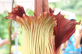 foto,tela,gratis,paisaje,fotografía,idea,El titanum de Amorphophallus de flor más grande de mundo, Olor pestilente, Flor inmensa, Konnyaku, 