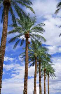 photo, la matière, libre, aménage, décrivez, photo de la réserve,Boulevard de la paume arbres, ciel bleu, paume, , 