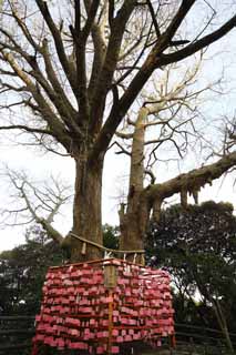 Ôîòî, ìàòåðèàëüíûé, ñâîáîäíûé, ïåéçàæ, ôîòîãðàôèÿ, ôîòî ôîíäà.,Eshima Shrine ñòîðîíà Tsunomiya votive tablet, Áîëåå íèçêèé shrine, Shinto shrine, votive tablet, ginkgo