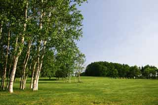 photo, la matière, libre, aménage, décrivez, photo de la réserve,Turfy en rendent carré 2, Hitsujigaoka, arbre, bouleau, ciel bleu