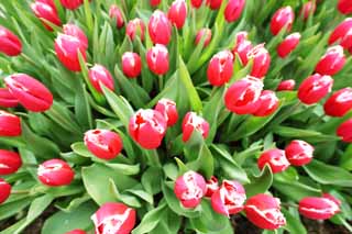 photo, la matière, libre, aménage, décrivez, photo de la réserve,Une tulipe rouge-et-blanche, tulipe, pétale, Je suis joli, Je suis beau