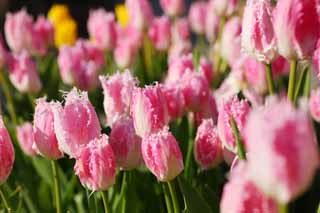 Ôîòî, ìàòåðèàëüíûé, ñâîáîäíûé, ïåéçàæ, ôîòîãðàôèÿ, ôîòî ôîíäà.,tulip, tulip, petal, ß äîâîëüíî, ß ïðåêðàñíûé