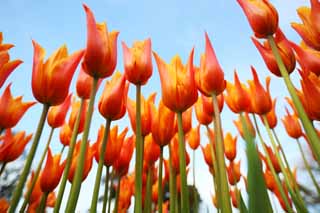 fotografia, materiale, libero il panorama, dipinga, fotografia di scorta,Un tulipano, tulipano, petalo, Io sono bello, 