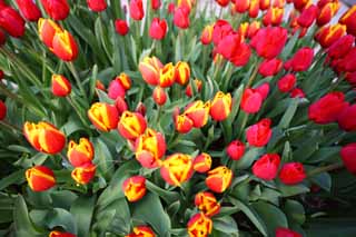 foto,tela,gratis,paisaje,fotografía,idea,Un tulipán, Tulipán, Pétalo, Soy bonito, Soy hermoso