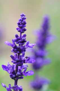 photo, la matière, libre, aménage, décrivez, photo de la réserve,Fleurs alignées, Furano, fleur, sauge bleue, 