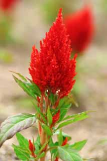 foto,tela,gratis,paisaje,fotografía,idea,Celosias plumosas al rojo vivo, Furano, Flor, Cresta, 