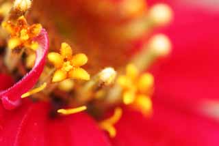 photo, la matière, libre, aménage, décrivez, photo de la réserve,Fleurs dans une fleur, Furano, fleur, , 