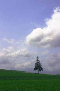 foto,tela,gratis,paisaje,fotografía,idea,Árbol de Navidad y cielo., Biei, Árbol, Nube, Cielo azul