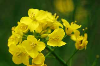 foto,tela,gratis,paisaje,fotografía,idea,Flores amarillas de hortalizas., Póngase amarillo, Flor, , 