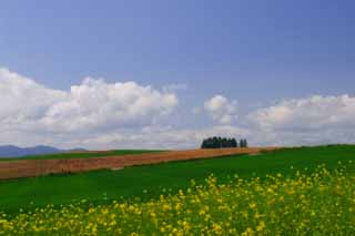 foto,tela,gratis,paisaje,fotografía,idea,Flores de hortalizas y nubes., Flor, Nube, Cielo azul, Campo