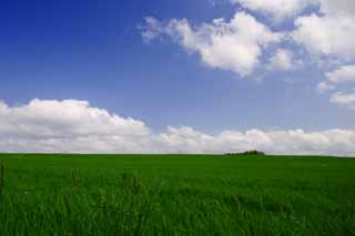 fotografia, material, livra, ajardine, imagine, proveja fotografia,Pasto e um céu azul, pasto, nuvem, céu azul, 