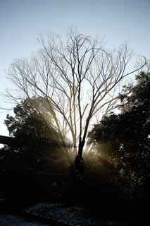 foto,tela,gratis,paisaje,fotografía,idea,La luz del oráculo, Dios de ballena sei, Línea ligera, Luz sagrada, Luminosidad