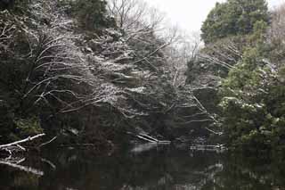 Ôîòî, ìàòåðèàëüíûé, ñâîáîäíûé, ïåéçàæ, ôîòîãðàôèÿ, ôîòî ôîíäà.,Meiji Shrine Imperial ñàä, Shinto shrine, Ïðóä, Èìïåðàòîð, Ïðèðîäà