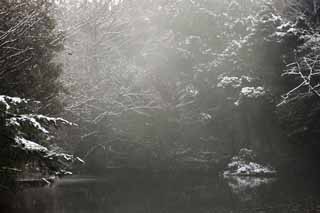 Ôîòî, ìàòåðèàëüíûé, ñâîáîäíûé, ïåéçàæ, ôîòîãðàôèÿ, ôîòî ôîíäà.,Meiji Shrine Imperial ñàä, Shinto shrine, Ïðóä, Èìïåðàòîð, Ïðèðîäà