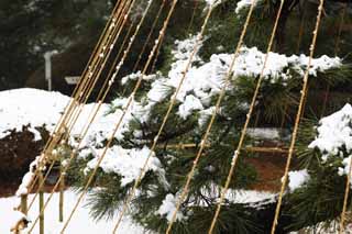 Foto, materiell, befreit, Landschaft, Bild, hat Foto auf Lager,Meiji Shrine Imperial Garten, Schintoistischer Schrein, Die Zweig-unterstützenden Schnee-Stränge der Kiefer, Der Kaiser, Schneefischen