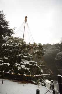 Foto, materiell, befreit, Landschaft, Bild, hat Foto auf Lager,Meiji Shrine Imperial Garten, Schintoistischer Schrein, Die Zweig-unterstützenden Schnee-Stränge der Kiefer, Der Kaiser, Schneefischen