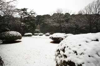 Ôîòî, ìàòåðèàëüíûé, ñâîáîäíûé, ïåéçàæ, ôîòîãðàôèÿ, ôîòî ôîíäà.,Meiji Shrine Imperial ñàä, Shinto shrine, Çàâîä ñàäà, Èìïåðàòîð, Ïðèðîäà