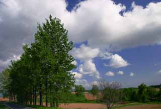 foto,tela,gratis,paisaje,fotografía,idea,Montañas en hilera y nubes, Arboleda, Nube, Cielo azul, Hilera de árboles