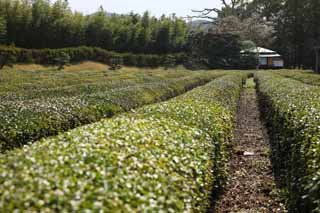 Foto, materiell, befreit, Landschaft, Bild, hat Foto auf Lager,Koraku-en Garden Teeplantage, Teepflanze, Tee, Teefest, Teeblatt