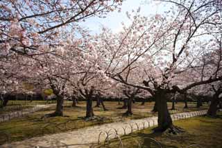 Foto, materiell, befreit, Landschaft, Bild, hat Foto auf Lager,Koraku-en Garden Kirschenbaum, Kirschenbaum, , , Japanisch gärtnert