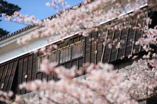 foto,tela,gratis,paisaje,fotografía,idea,Castillo de Matsue - jo, Cerezo, El yeso, Castillo, Ishigaki