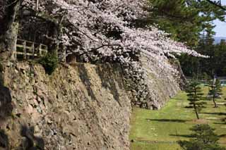 foto,tela,gratis,paisaje,fotografía,idea,Castillo de Matsue - jo, Cerezo, Cimentación con pilotes - piedras, Castillo, Ishigaki