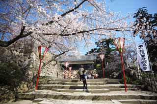 foto,tela,gratis,paisaje,fotografía,idea,Castillo de Matsue - jo, Cerezo, Escalera de piedra, Castillo, Ishigaki