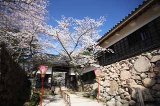 foto,tela,gratis,paisaje,fotografía,idea,Una puerta de castillo de Matsue - jo, Cerezo, Cimentación con pilotes - piedras, Castillo, Ishigaki