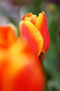 foto,tela,gratis,paisaje,fotografía,idea,Un tulipán, Tulipán, , Flor, Sinter