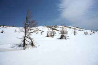 Foto, materieel, vrij, landschap, schilderstuk, bevoorraden foto,Kusatsu Mt. Shirane besneeuwd veld, Boom, Blauwe lucht, Hoge berg, Gedaante van een boom