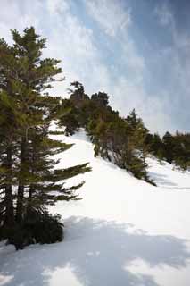 Foto, materieel, vrij, landschap, schilderstuk, bevoorraden foto,Kusatsu Mt. Shirane besneeuwd veld, Boom, Blauwe lucht, Hoge berg, Gedaante van een boom