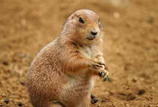 Ôîòî, ìàòåðèàëüíûé, ñâîáîäíûé, ïåéçàæ, ôîòîãðàôèÿ, ôîòî ôîíäà.,prairie dog., Ãðûçóí, Ïî÷âà, , 