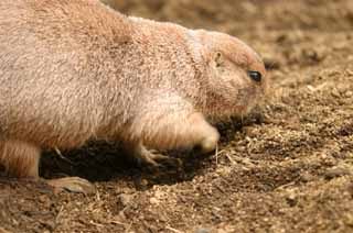 Ôîòî, ìàòåðèàëüíûé, ñâîáîäíûé, ïåéçàæ, ôîòîãðàôèÿ, ôîòî ôîíäà.,prairie dog, êîïàòåëü., Ãðûçóí, , , 