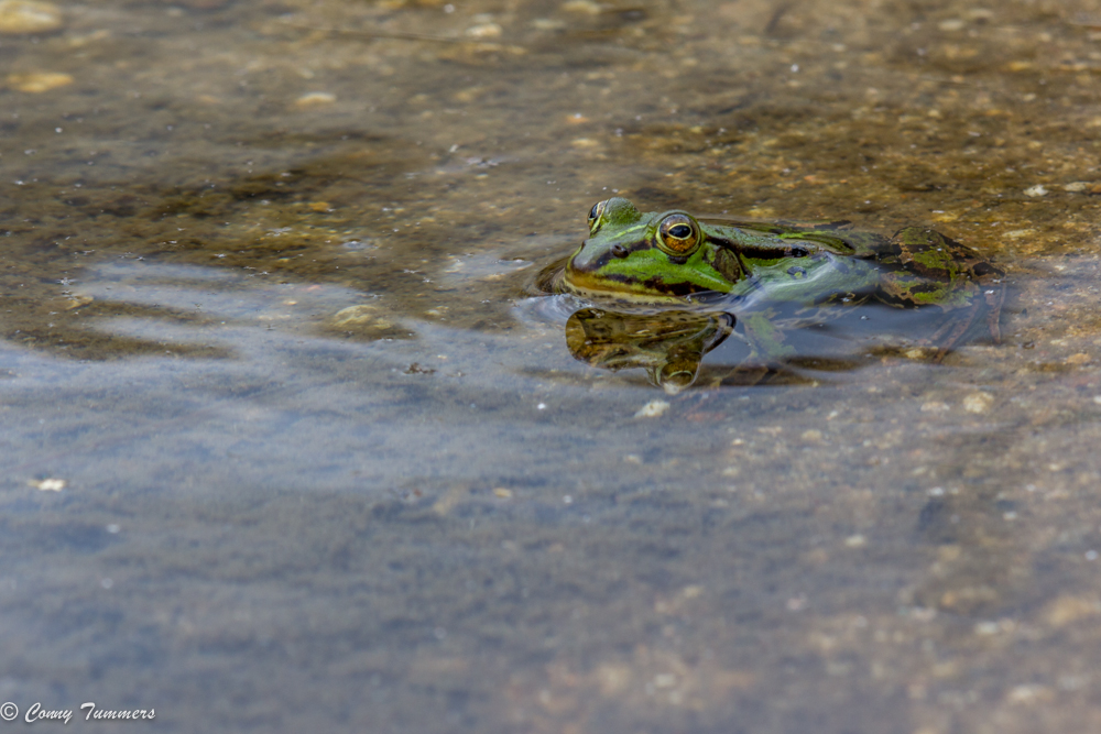 Groene kikker