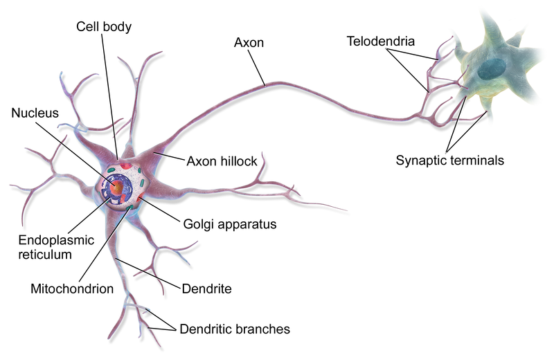 A Neuron